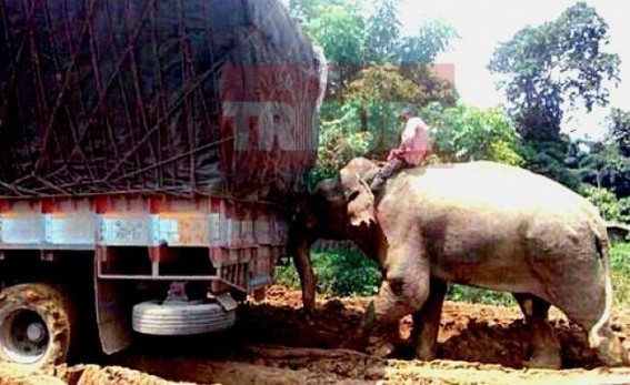 TIWN News effect : Public raised question about animal right violation in NH-8 (44), People condemning over elephant pushing vehicles TIWN News effect : Public raised question about animal right violation in NH-8 (44), People condemning over elephant pushing vehicles
